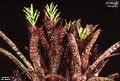 Billbergia 'Sangre'