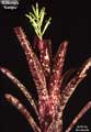 Billbergia 'Sangre'