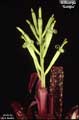 Billbergia 'Sangre'