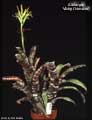 Billbergia 'Vicky Chirnside'