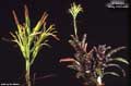 Billbergia 'Vicky Chirnside'