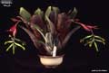 Billbergia 'Marge'