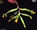Billbergia 'Marge'