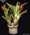 Billbergia 'Bill'