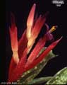 Billbergia 'Bill'