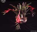 Billbergia 'Gaia'