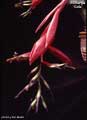 Billbergia 'Gaia'