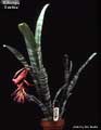 Billbergia 'Exotica'