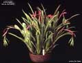 Billbergia 'Santa Barbara'