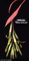 Billbergia 'Santa Barbara'