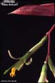 Billbergia 'Santa Barbara'