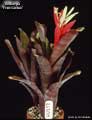 Billbergia 'Fred Gerber'