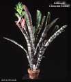 Billbergia 'Chocolate Soldier'
