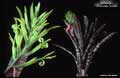 Billbergia 'Chocolate Soldier'