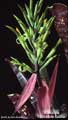 Billbergia 'Chocolate Soldier'