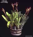 Billbergia 'Violet Beauty'