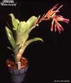 Billbergia 'Violet Beauty'