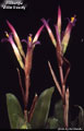 Billbergia 'Violet Beauty'