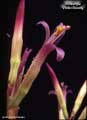 Billbergia 'Violet Beauty'