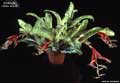 Billbergia 'White Cloud'