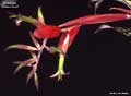 Billbergia 'White Cloud'