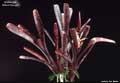 Billbergia 'Baton Rouge'
