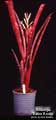 Billbergia 'Baton Rouge'