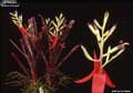 Billbergia 'Baton Rouge'