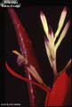 Billbergia 'Baton Rouge'