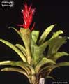 Billbergia 'February'