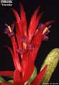 Billbergia 'February'