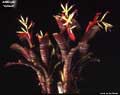 Billbergia vitatta 'Colores'