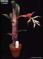 Billbergia vitatta 'Colores'