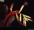 Billbergia vitatta 'Colores'