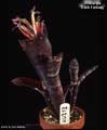 Billbergia 'Dark Fantasy'