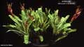 Billbergia 'Hummel's Fantasia'