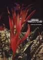 Billbergia 'Hummel's Fantasia'