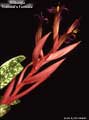 Billbergia 'Hummel's Fantasia'
