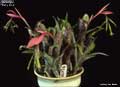 Billbergia 'Party Pink'