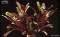 Billbergia 'Esta Bien'