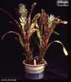 Billbergia 'Esta Bien'