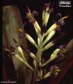 Billbergia 'Esta Bien'