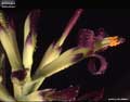 Billbergia 'Esta Bien'