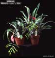Billbergia 'Memoria Charles L. Cass'