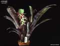Billbergia 'Galaxy'