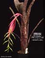 Billbergia 'El Gitano'
