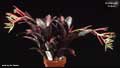 Billbergia 'Cobre'