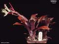 Billbergia 'Cobre'