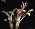 Billbergia 'Nez Misso'