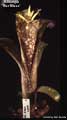 Billbergia 'Nez Misso'